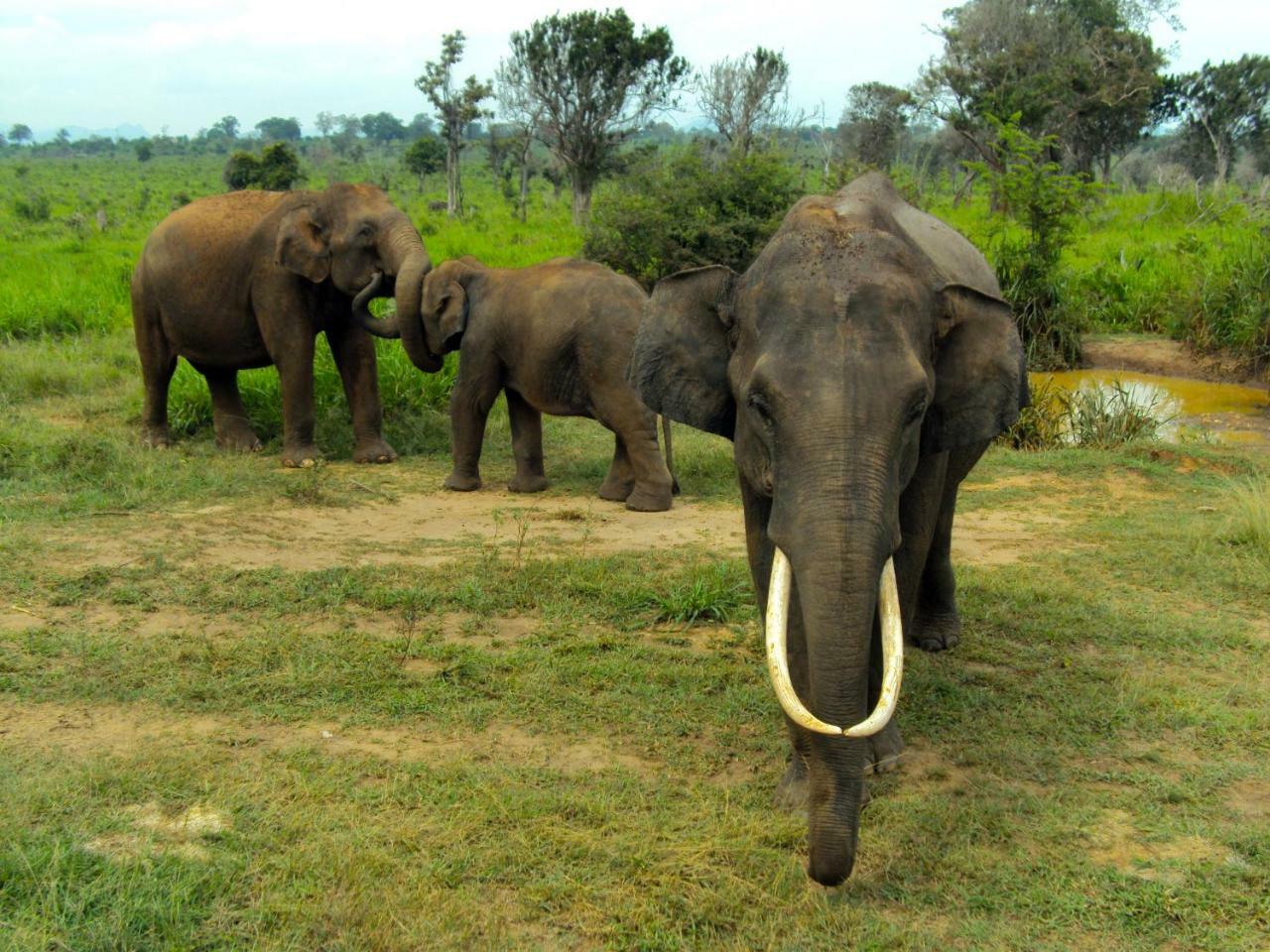 Tusker's Paradise Safari Villa Udawalawe Eksteriør billede