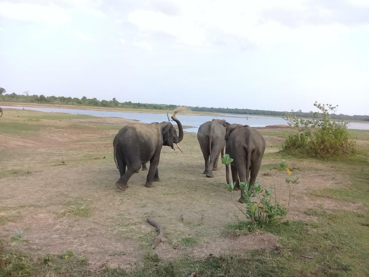 Tusker's Paradise Safari Villa Udawalawe Eksteriør billede