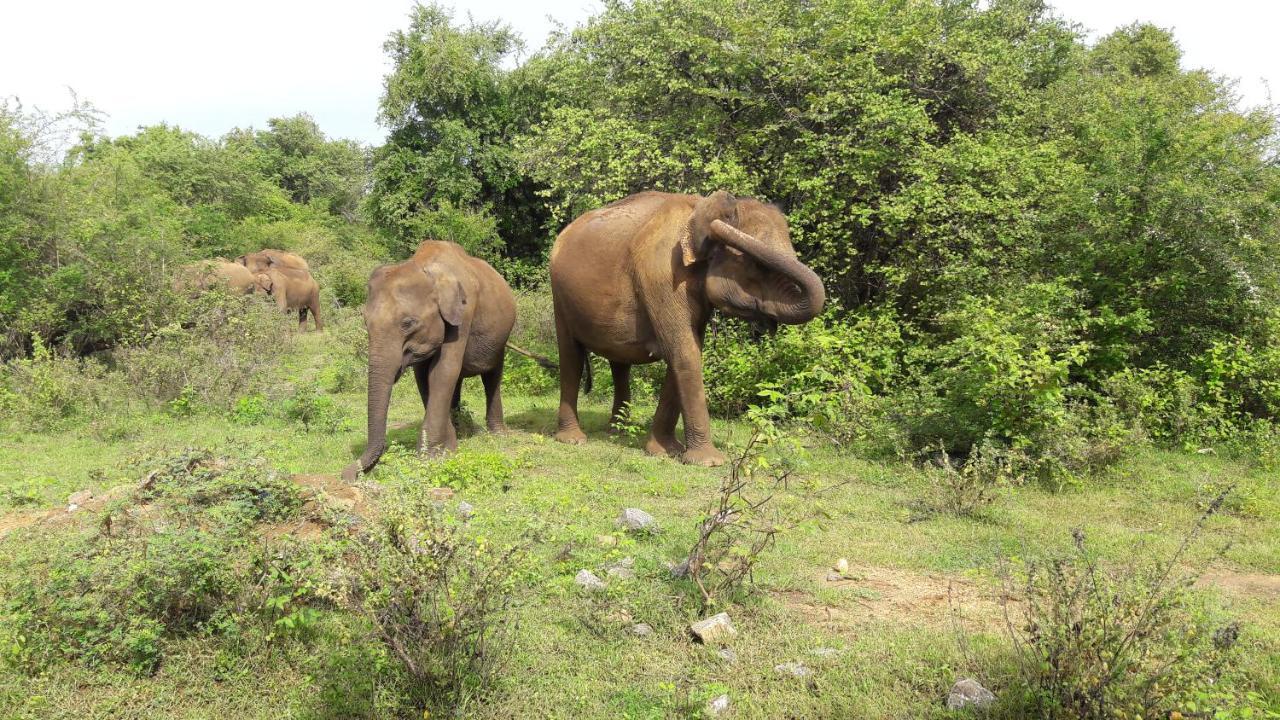 Tusker's Paradise Safari Villa Udawalawe Eksteriør billede