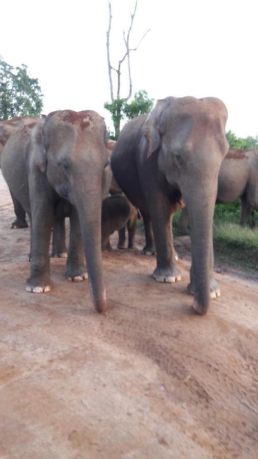 Tusker's Paradise Safari Villa Udawalawe Eksteriør billede