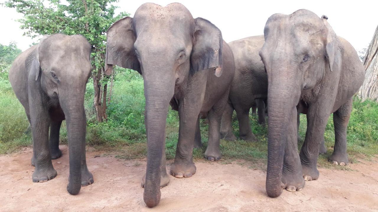 Tusker's Paradise Safari Villa Udawalawe Eksteriør billede