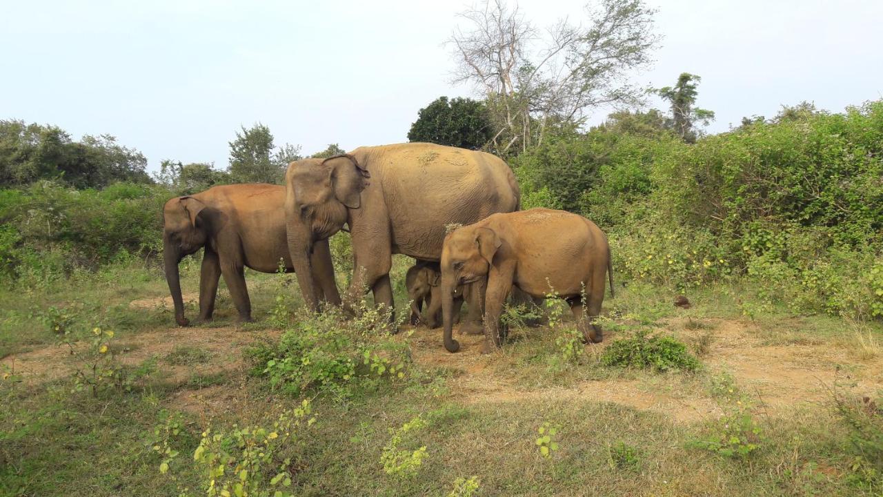 Tusker's Paradise Safari Villa Udawalawe Eksteriør billede