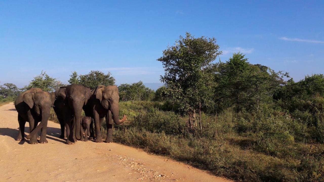 Tusker's Paradise Safari Villa Udawalawe Eksteriør billede
