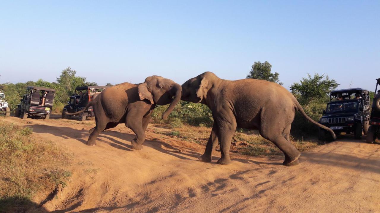 Tusker's Paradise Safari Villa Udawalawe Eksteriør billede